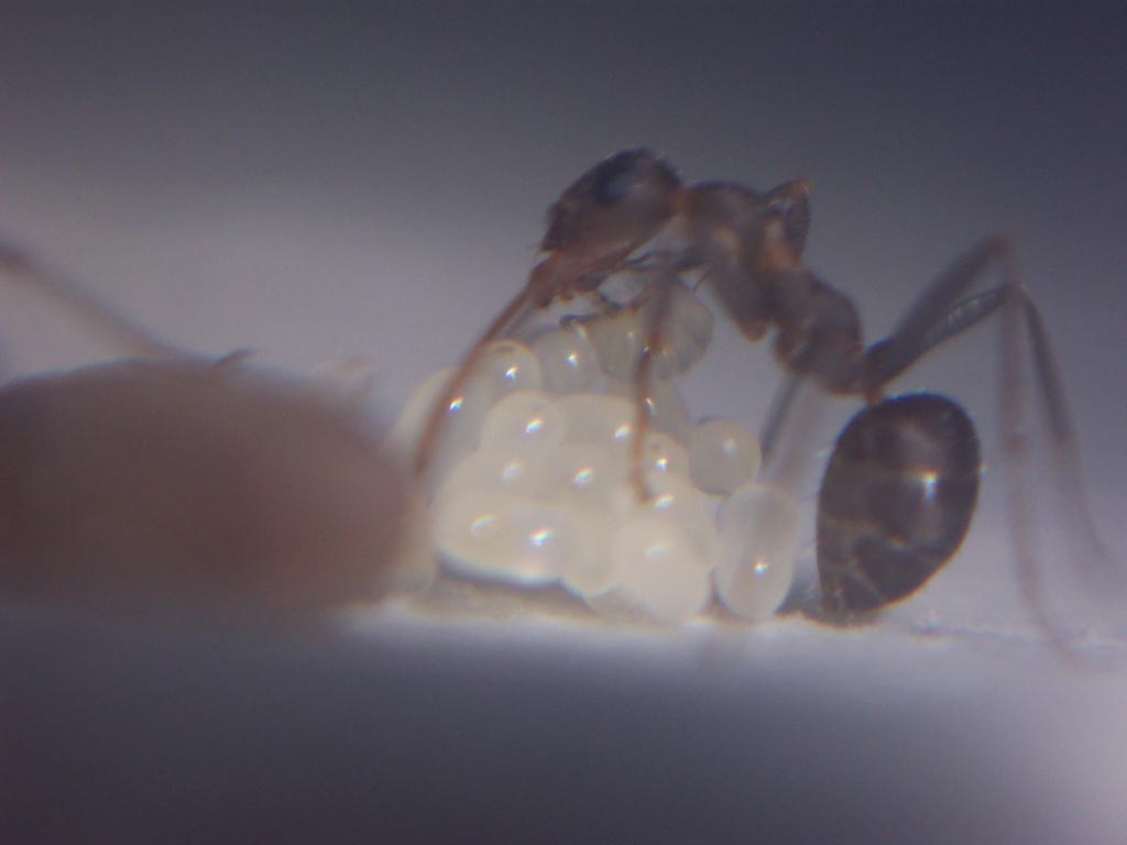 Formica sp con huevos y larvas.