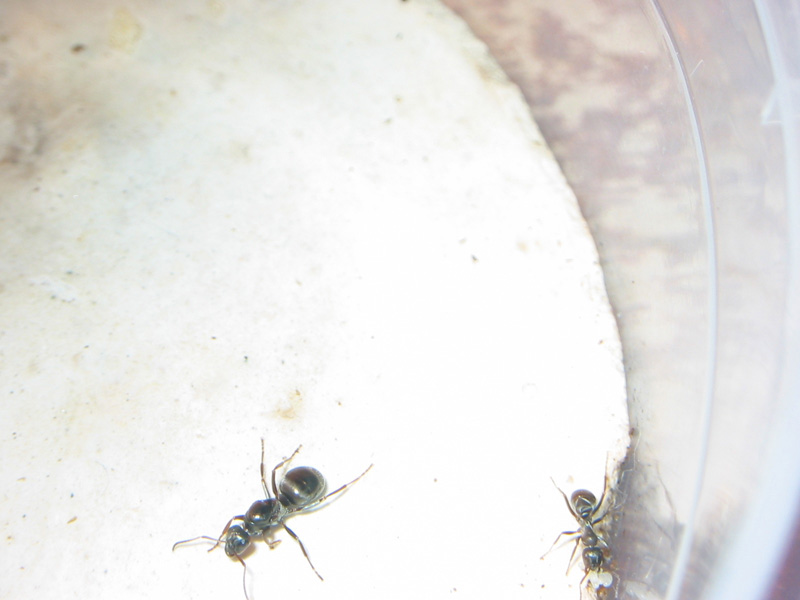 formica sp