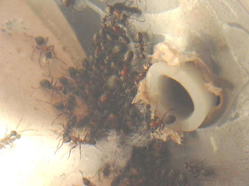 mi colonia formica sp.