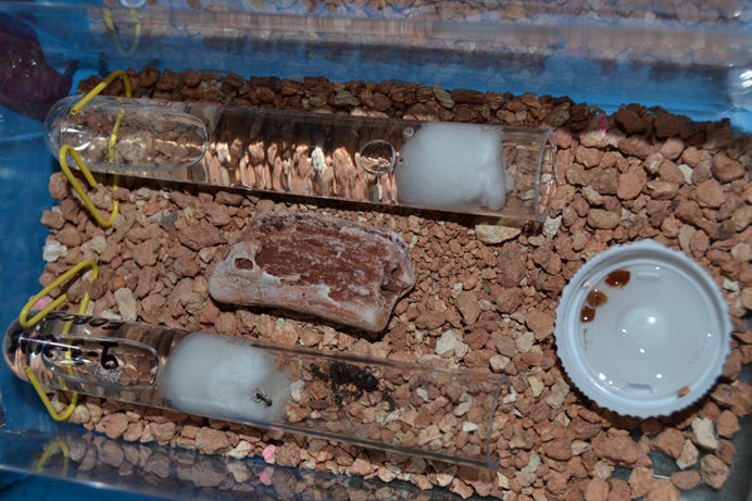 Hormiguero de Formica cinerea