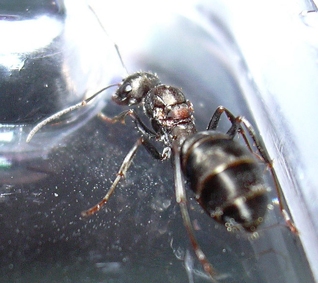 lasius o formica?