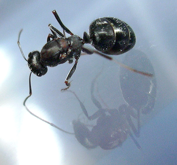 lasius o formica?