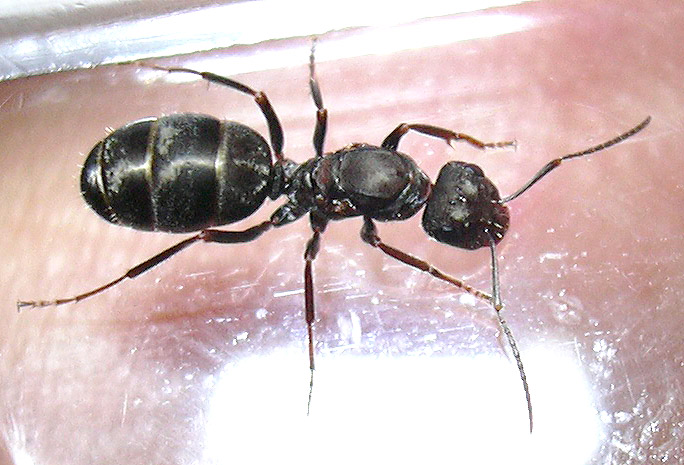 lasius o formica?