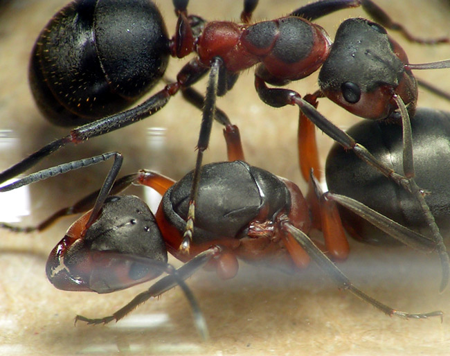 Formica truncorum queen and worker