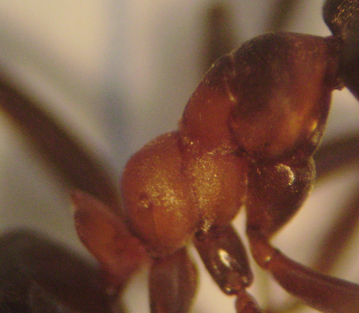 Formica
