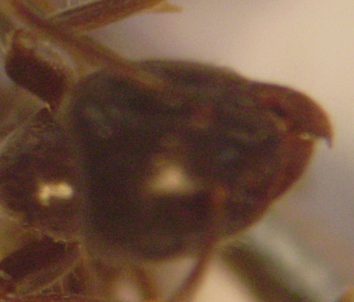 Formica