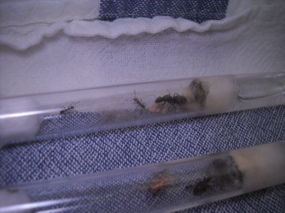 Formica cinerea y L. niger 5/20