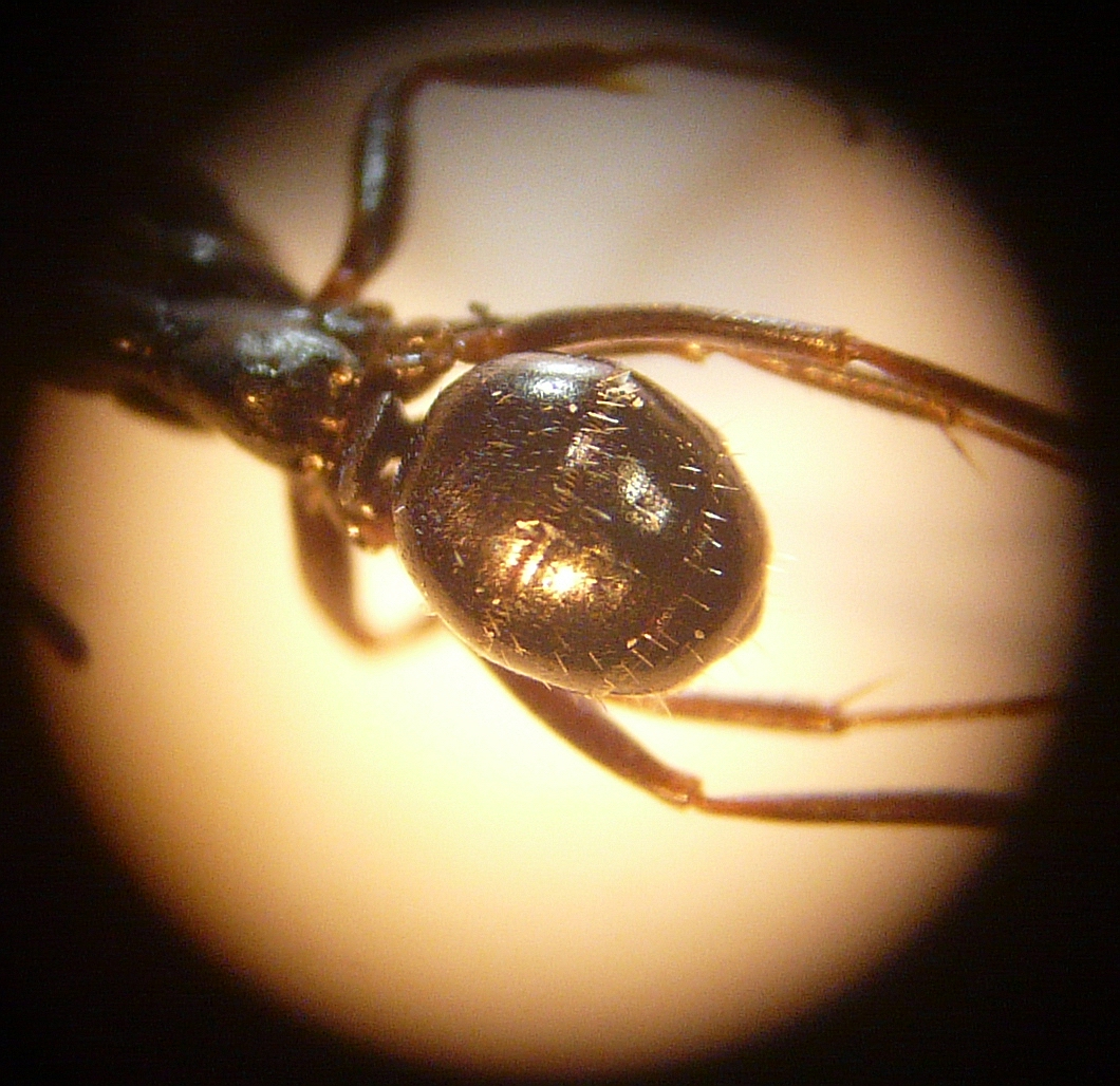 Formica sp. (1)
