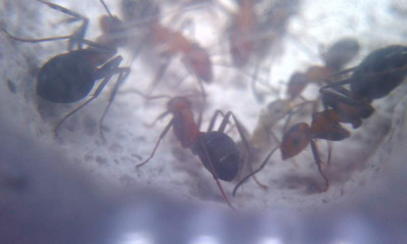 Formica de inurria_1