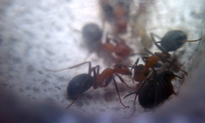 Formica de inurria_2