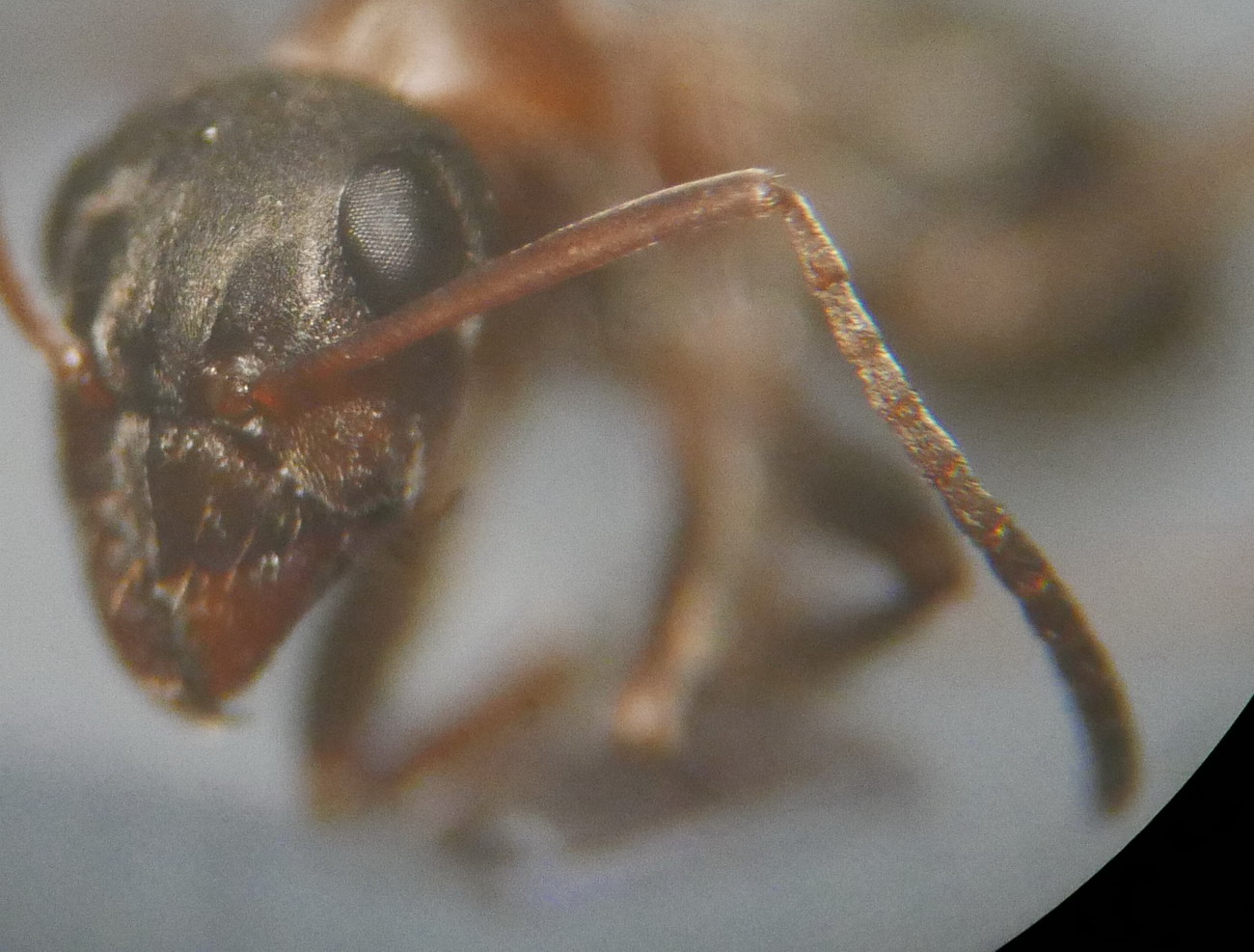 Formica rufibarbis 20150721 o (7m)