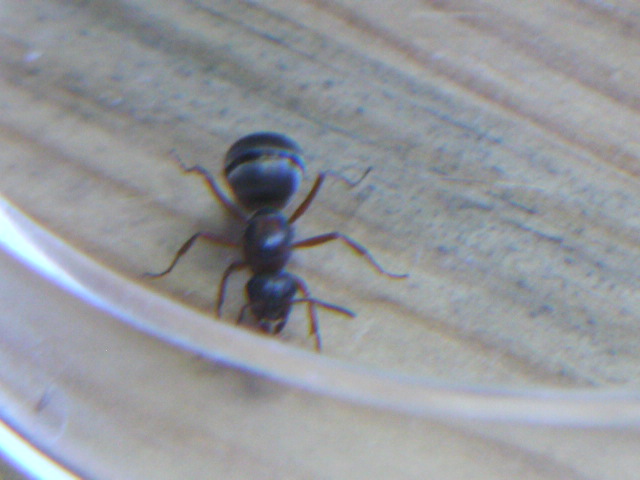 Mi 3? Reina Formica