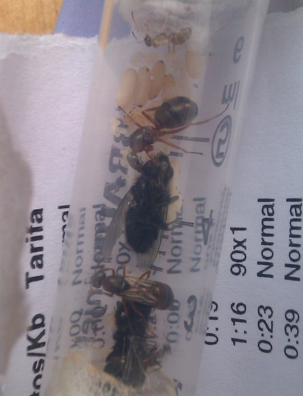 mis formica comiendo asticot