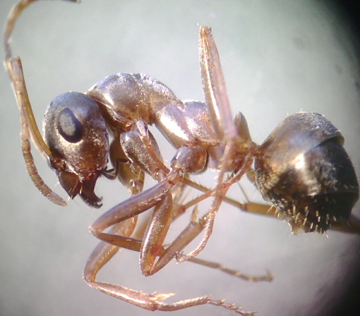 fusca o cunicularioa