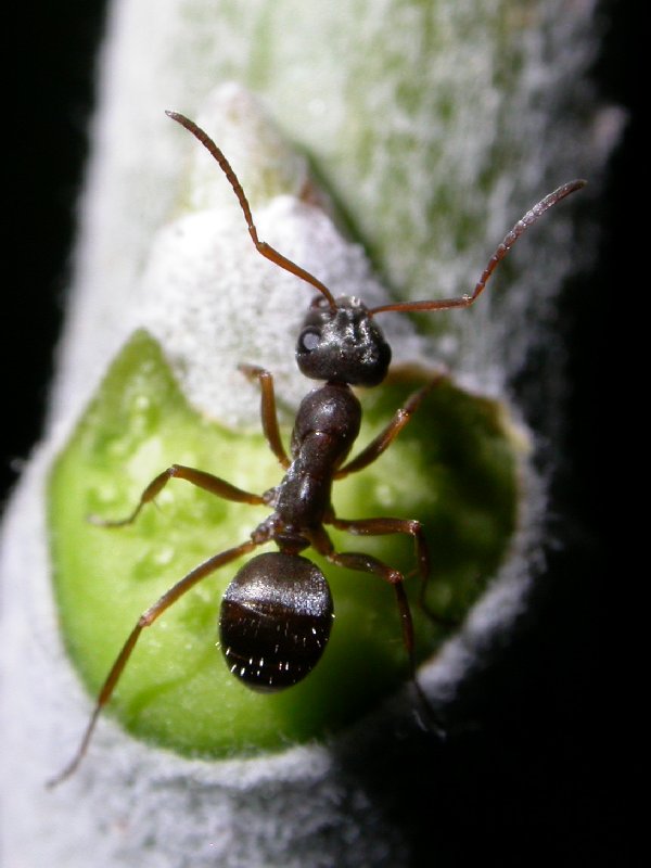 formica de sanabria