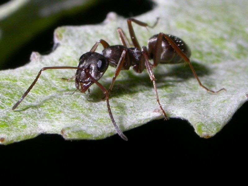 formica de sanabria