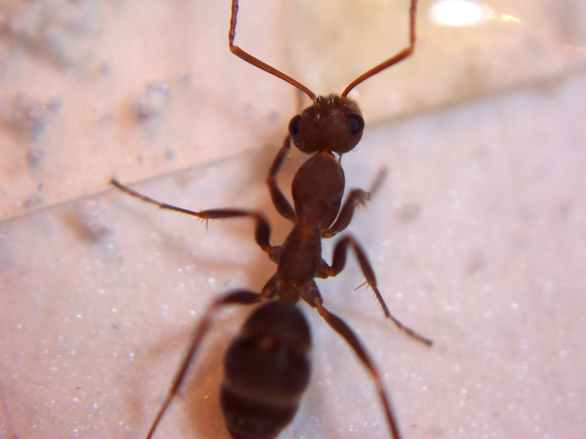Obrera Formica sp.