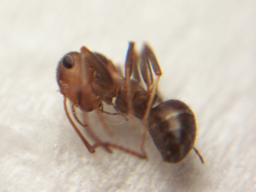 Formica sp de Sierra de Carrascoy (Murcia)