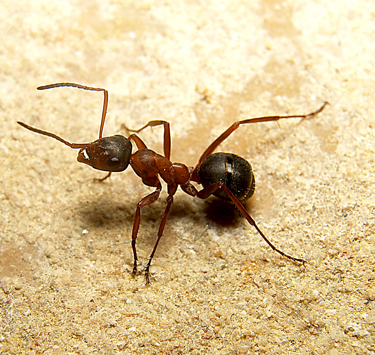 formica