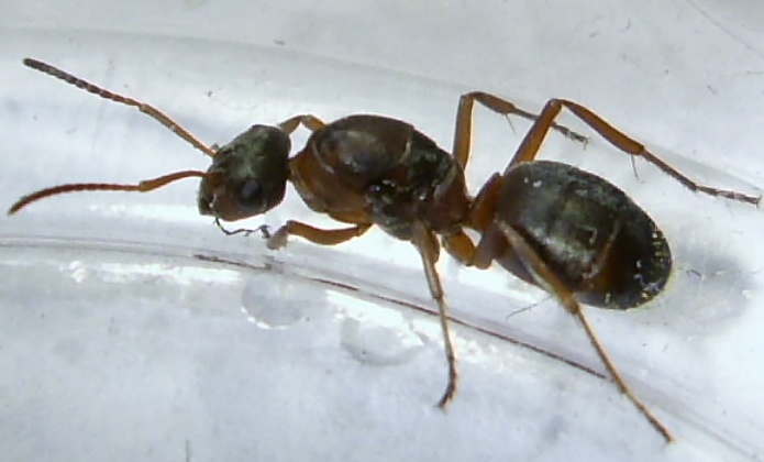 Formica rufa
