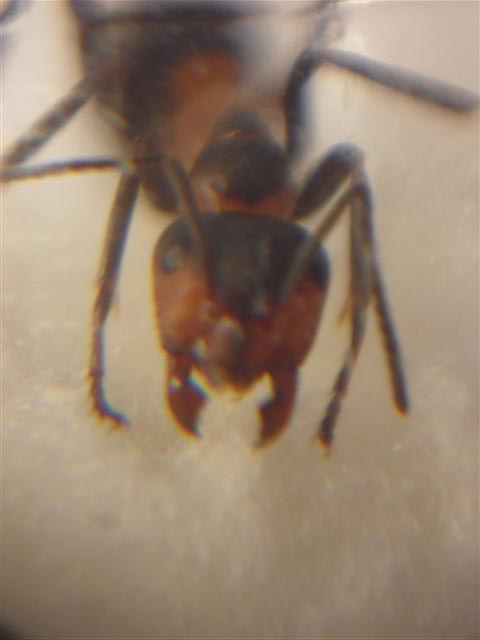 Formica agresiva 2
