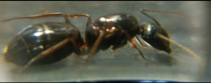 Formica