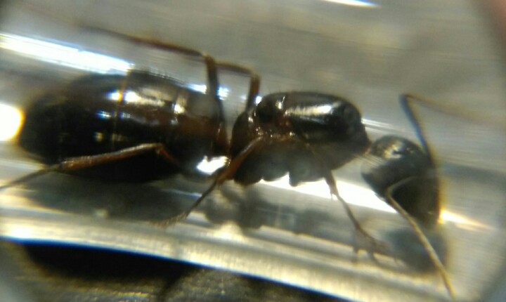 Formica 2