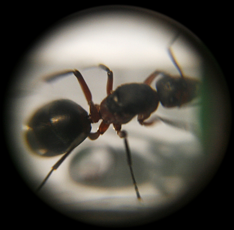 Formica polyctena?