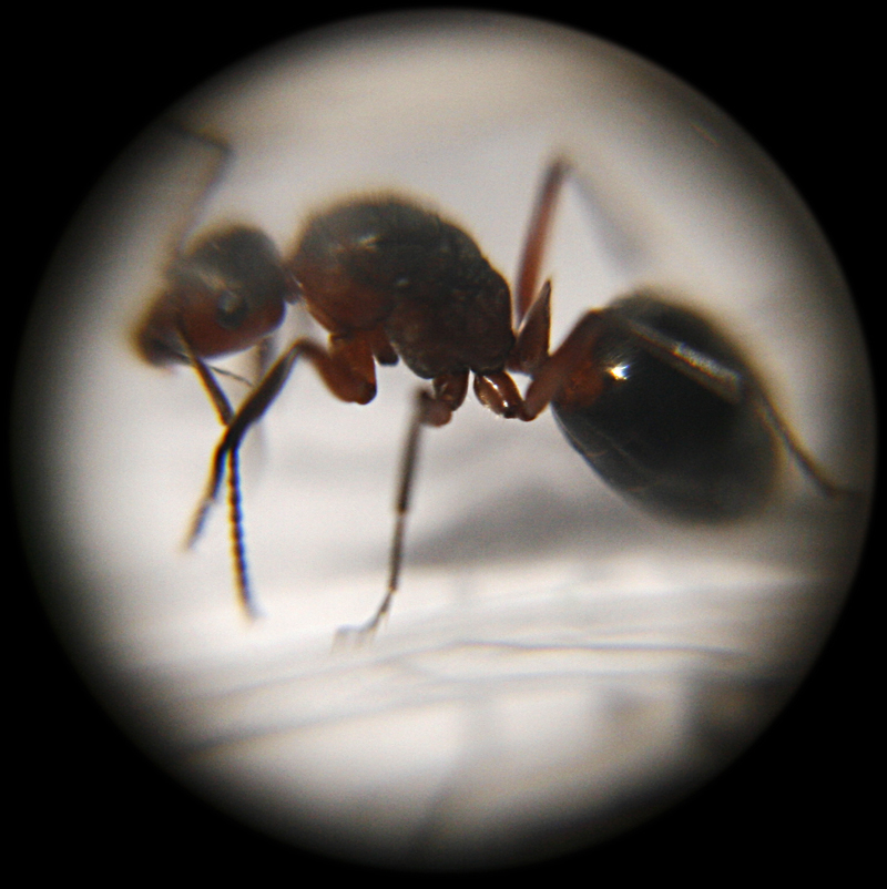 Formica polyctena?