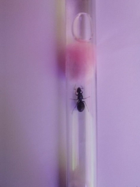 Formica cinerea en tubo