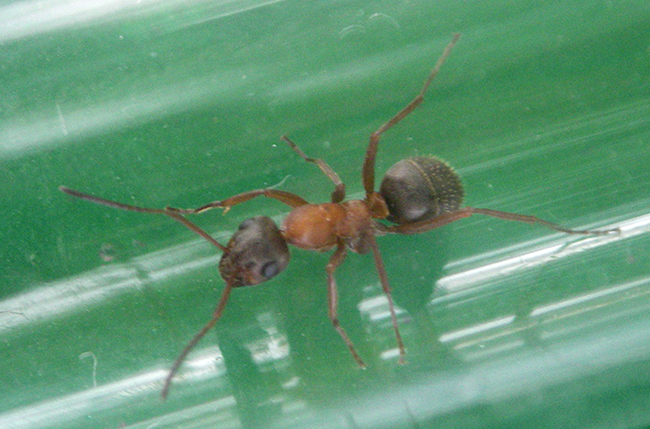 formica sp