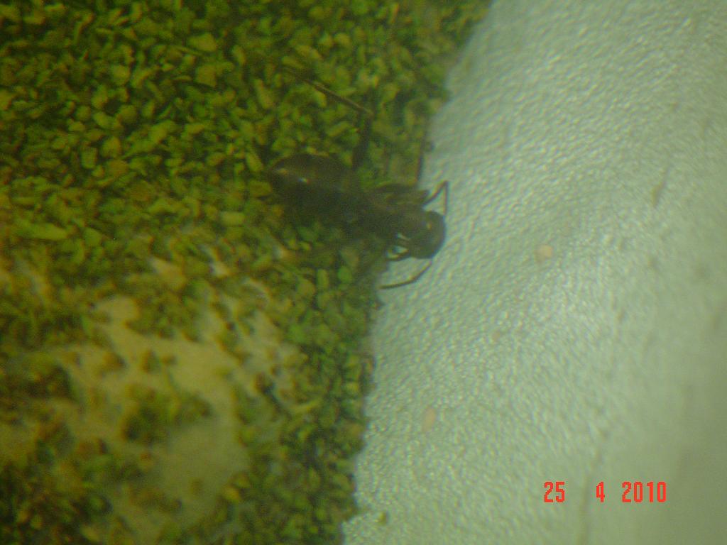 formica?