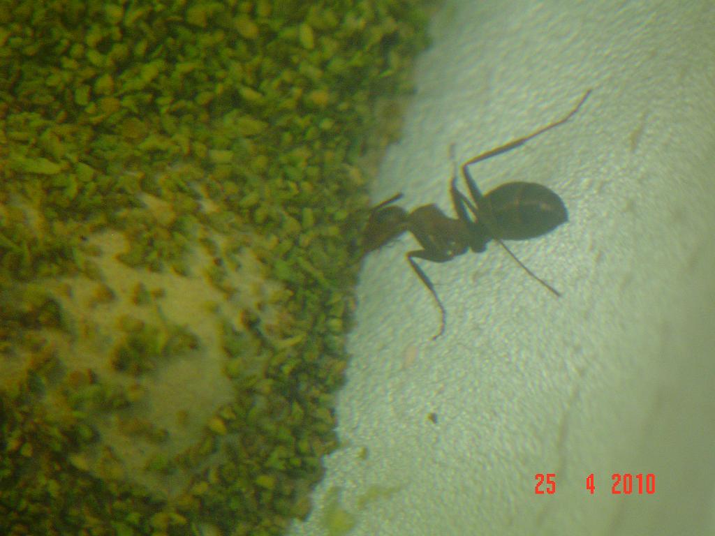 formica?