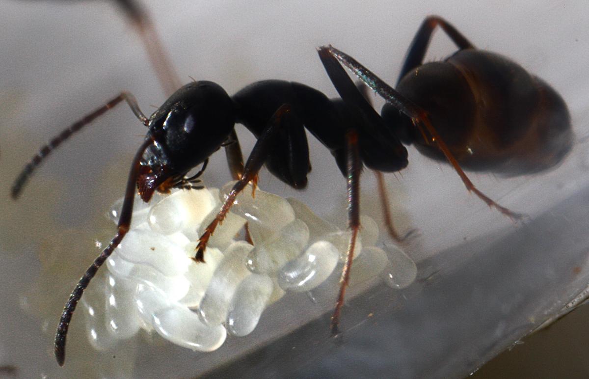 huevos de formica sp poliginica