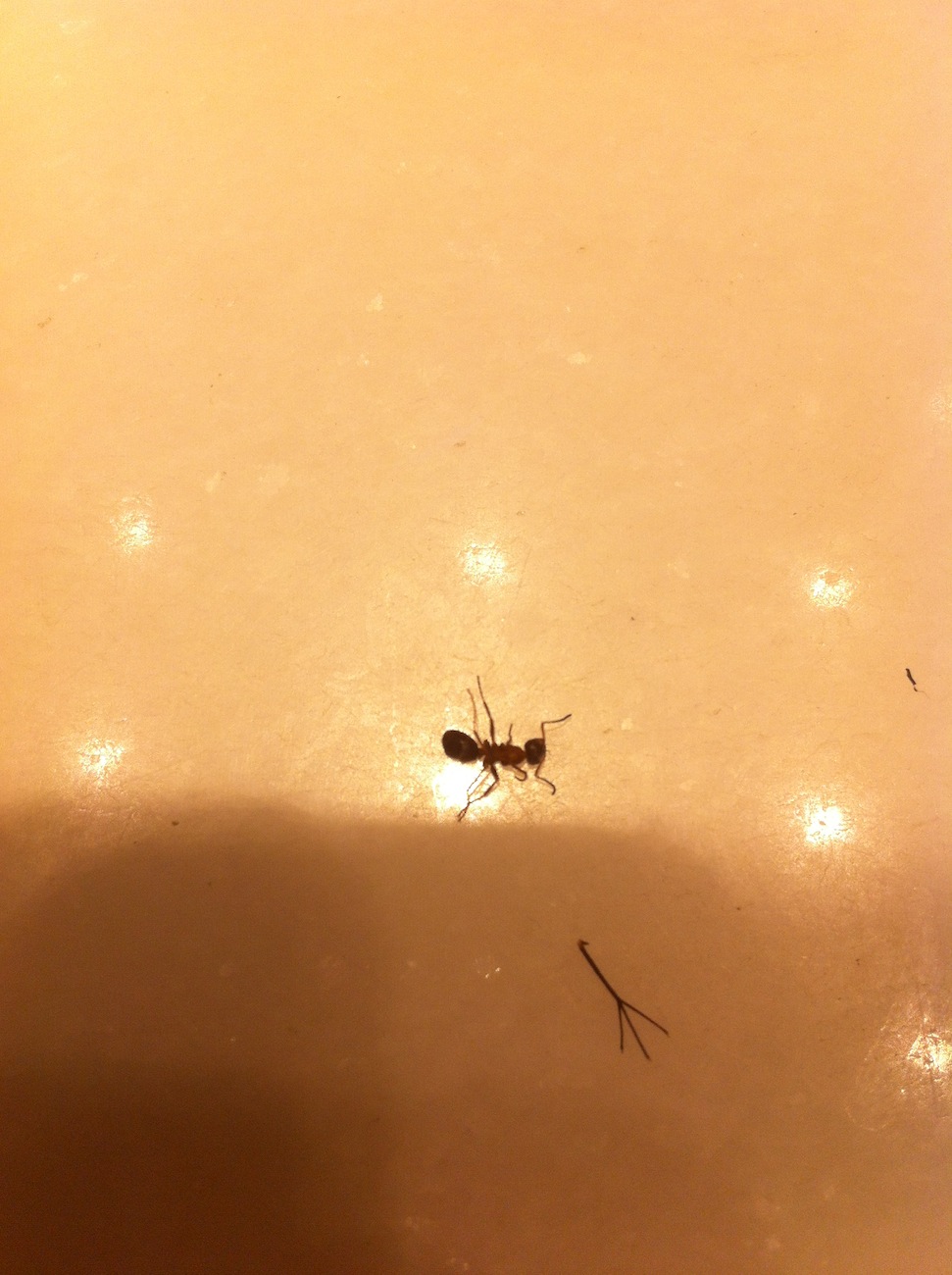 Ayuda a identificar