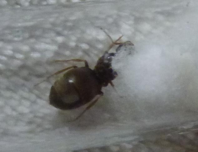 hormigadesconocida1