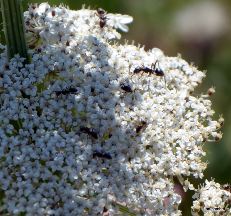 Formica y lasius conviviendo