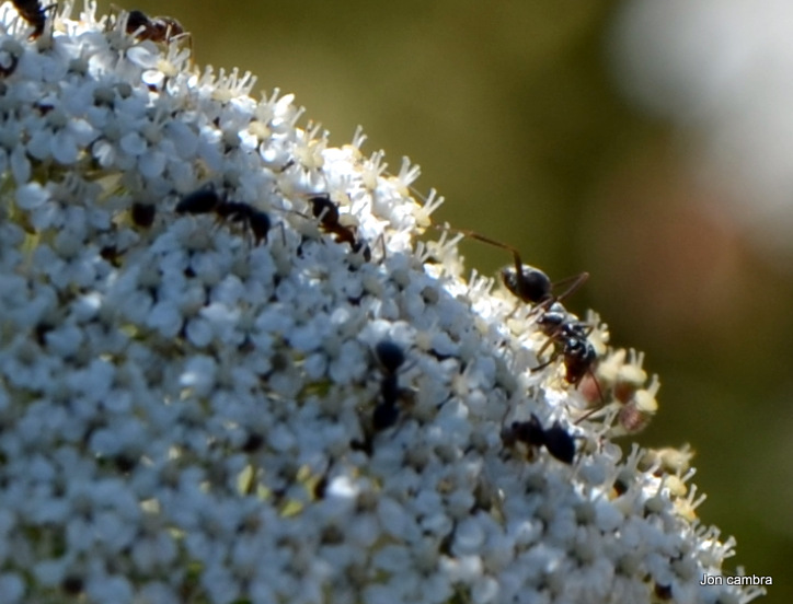 Formica y lasius conviviendo