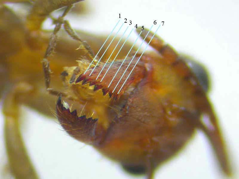 Mandibula de formica