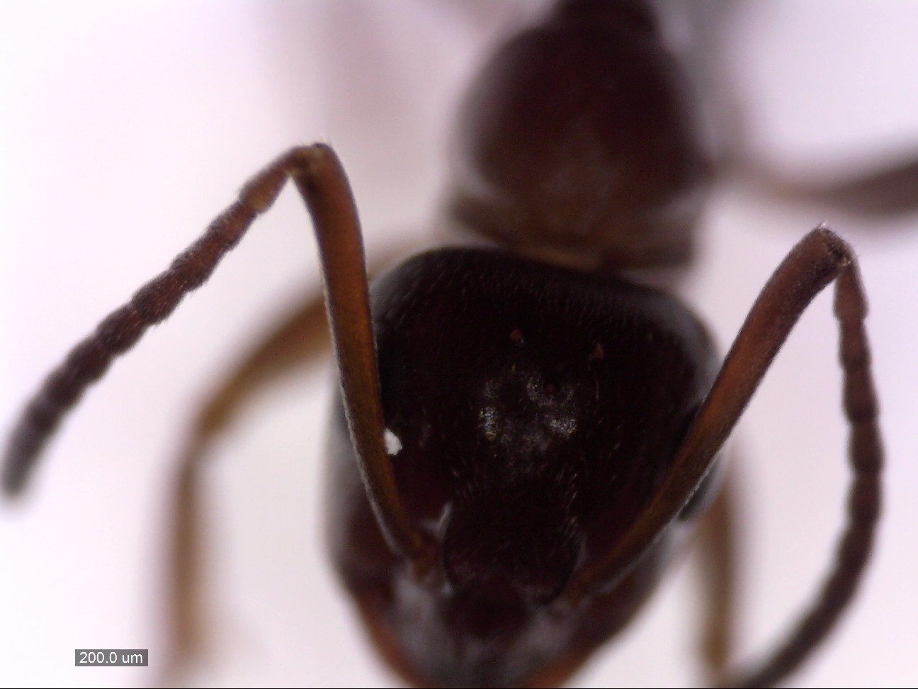 picea2