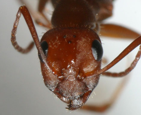 Cara de formica