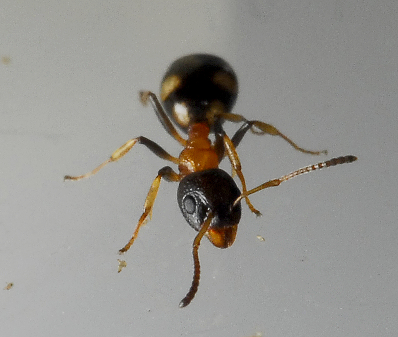 Dolichoderus quadripunctatus