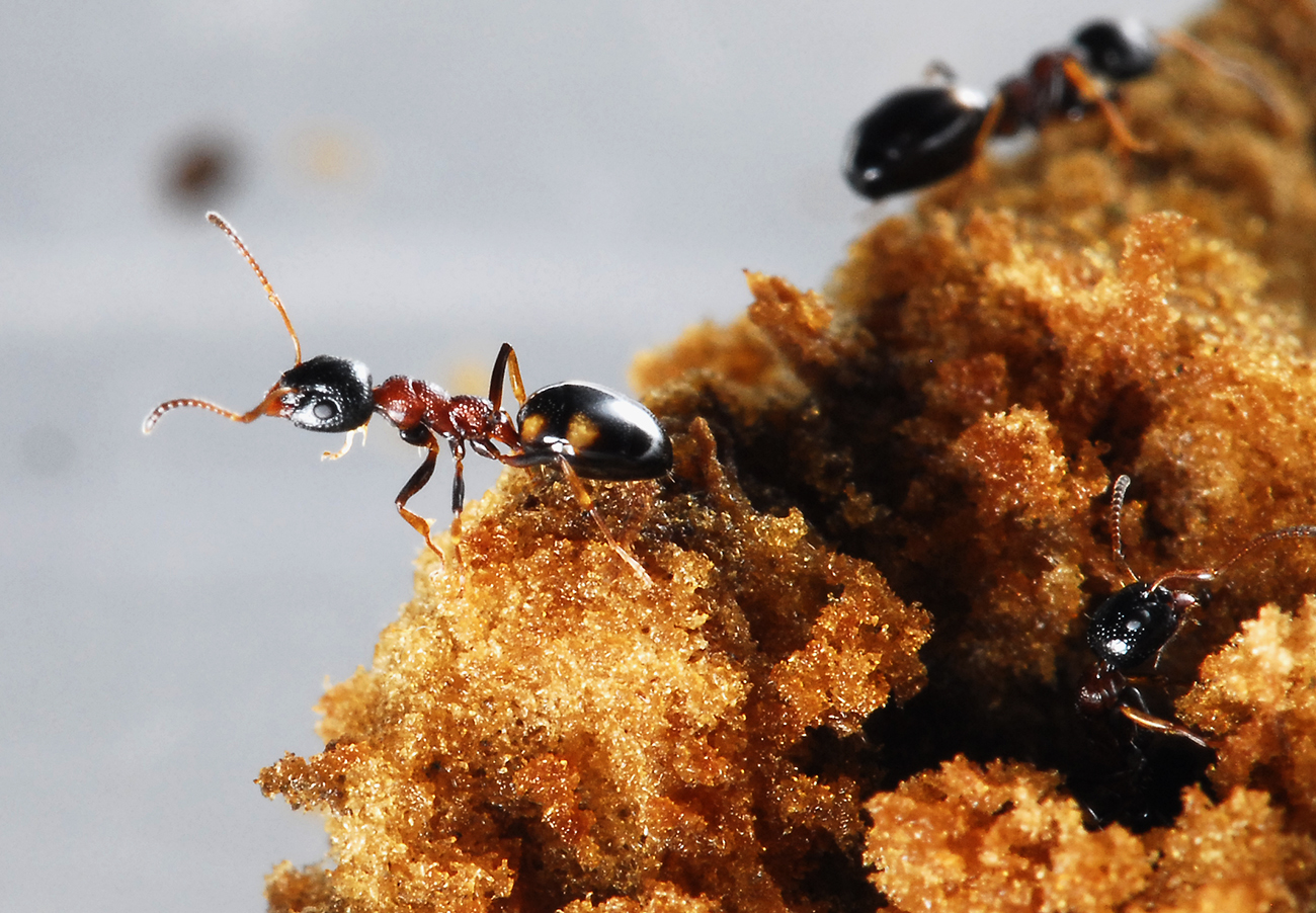 Dolichoderus quadripunctatus