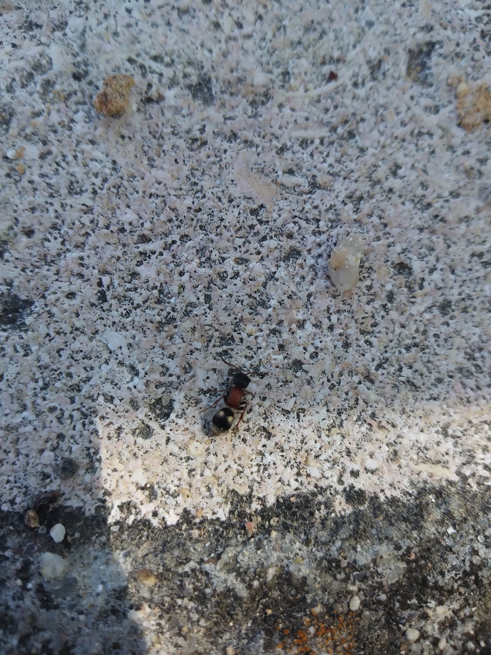 Posiblequadripunctatus