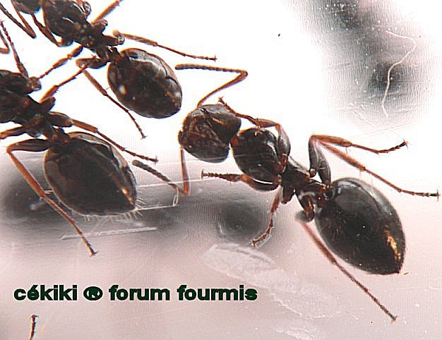 obrejas Tapinoma erraticum
