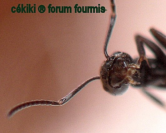 cabeza obreja Tapinoma erraticum