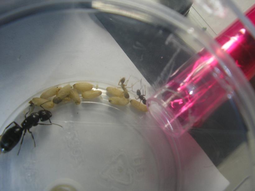 Nacimiento de una hormiga 3