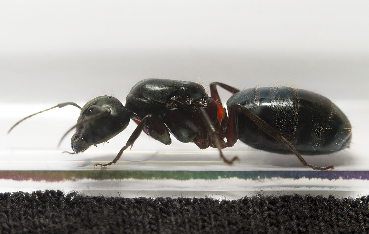Camponotus herculeanus