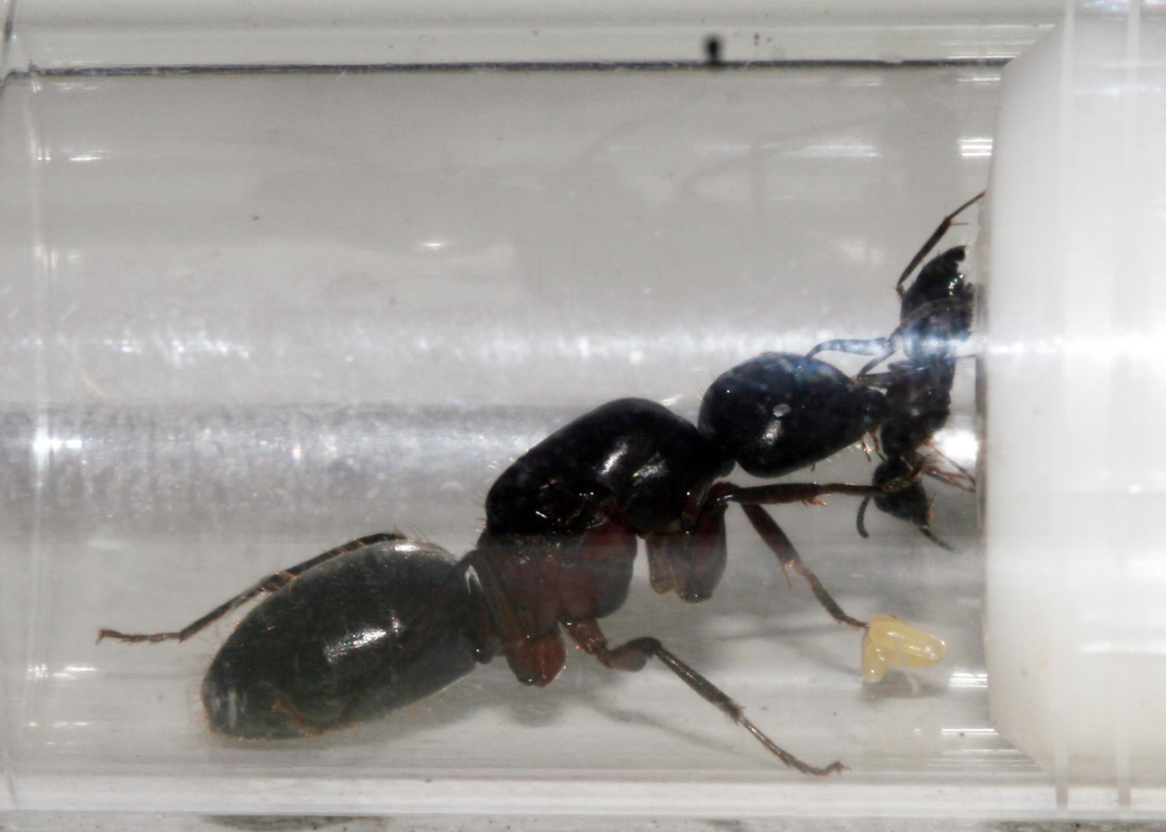 Camponotus Herculeanus