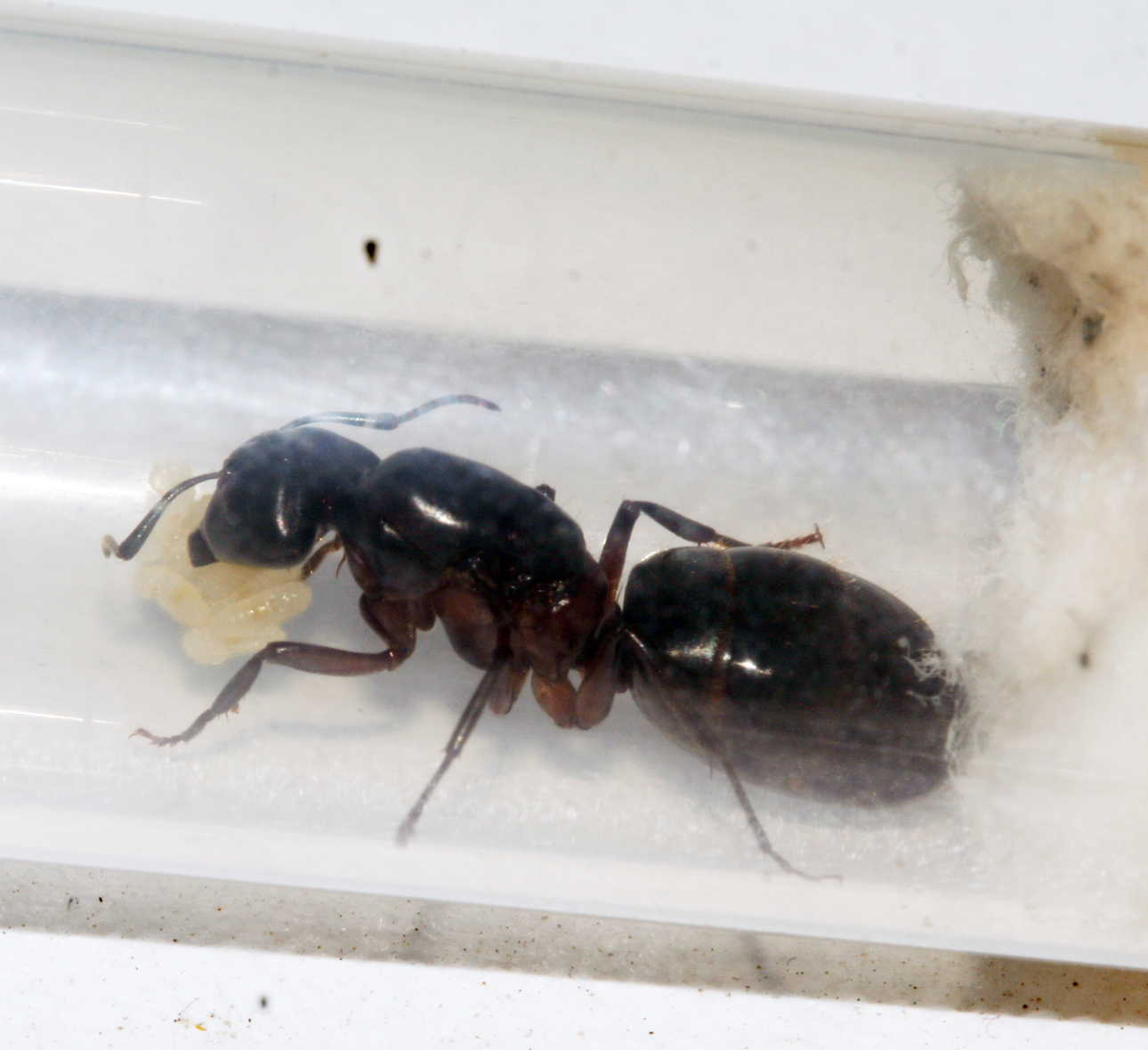 Camponotus Herculeanus